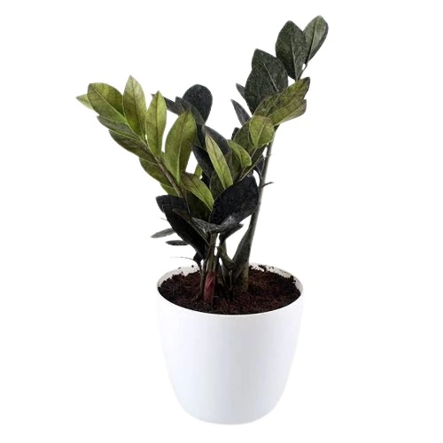 Black zz plant/Black - Jiffy Plants