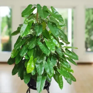 Philodendron Burle Marx Plant