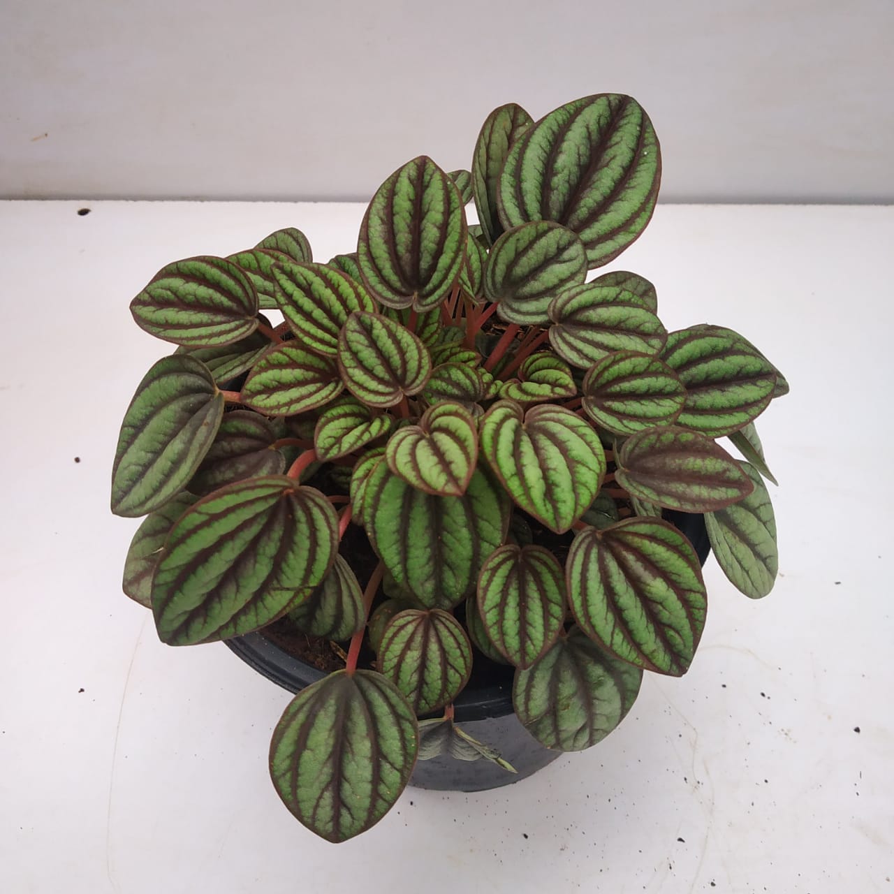 Peperomia Albovittata ‘Piccolo Banda’ - Jiffy Plants