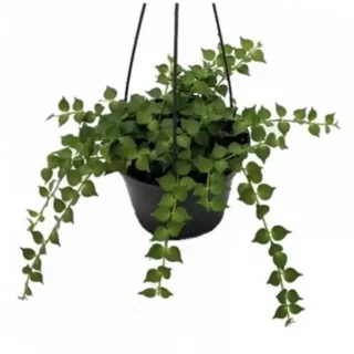 Dischidia Ruscifolia (Million Hearts)