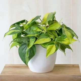 Philodendron Hederaceum Brasil
