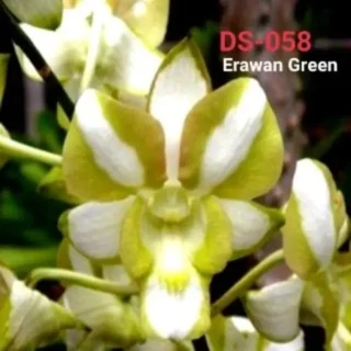 Dendrobium (ds-058)