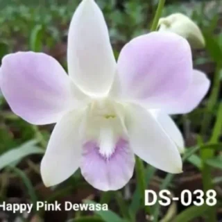 Dendrobium (ds-038)