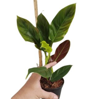 Philodendron subhastatum