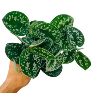 Scindapsus Pictus - Argyraeus Plant