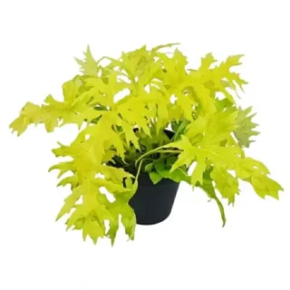 Philodendron Selloum Golden – Plant