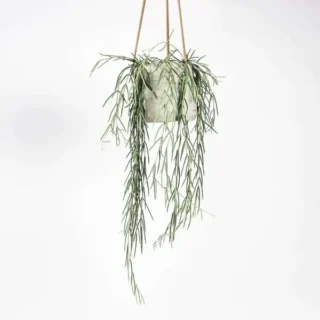 Mistletoe cactus (Pencil catcus miniature) 🌵