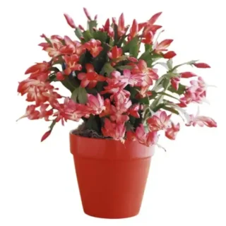 Red Christmas Cactus (Schlumbergera x Buckleyi)