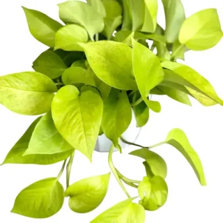 Epipremnum Aureum / Pothos Neon