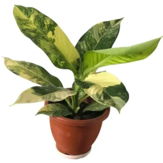 Dieffenbachia Big Ben Variegated