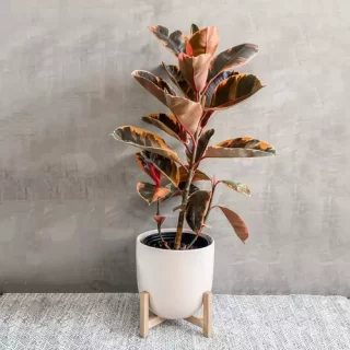 Rubber Plant Pink Variegated (Ruby)