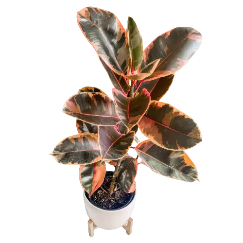 Rubber Plant Pink Variegated (Ruby)