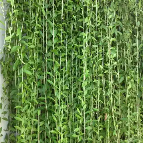 Buy Curtain creeper, Vernonia creeper, Parda bel - Plant online from  Nurserylive at lowest price.