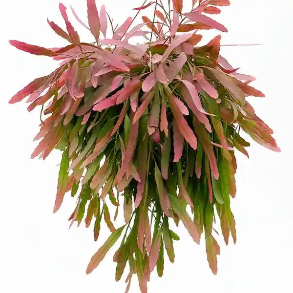Pseudorhipsalis Ramulosa Cactus