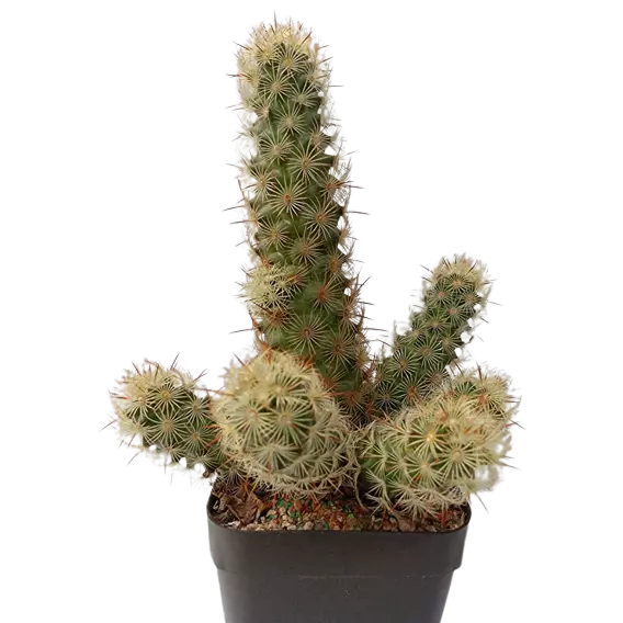 (Lady Finger Cactus)