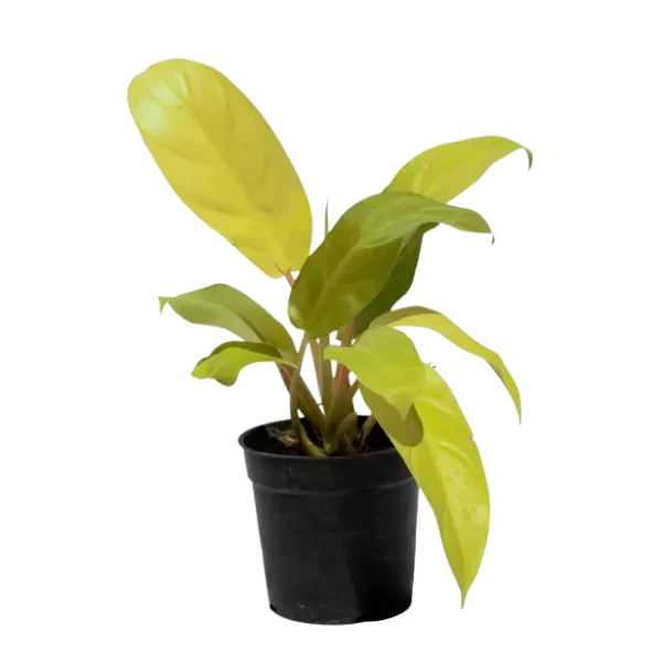 Philodendron Ceylon Golden Plant / lemon lime