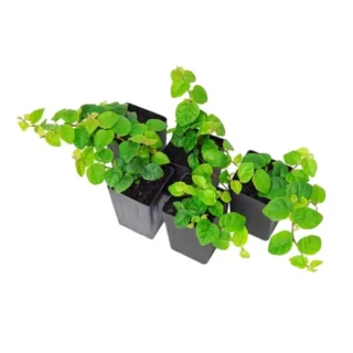 Ficus pumila