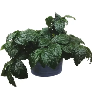 Pellionia New Emerald Green