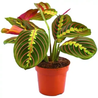 Maranta Leuconeura