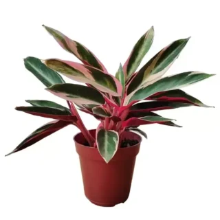 Calathea Triostar