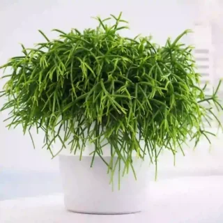 Rhipsalis baccifera 'Oasis'(Pencil cactus)