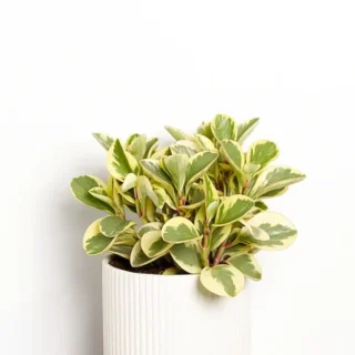 Baby Rubber Plant yellow