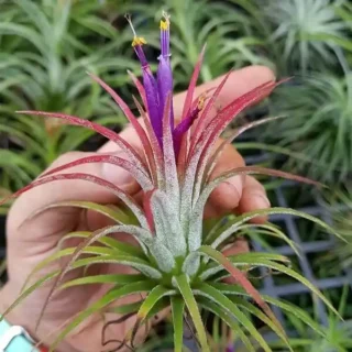 Tillandsia