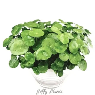 Pennywort