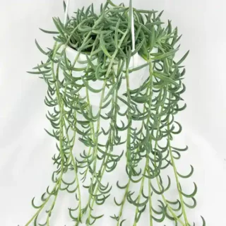 String OF Fish Hooks Plant