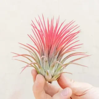 Tillandsia Ionantha Red - Air plant