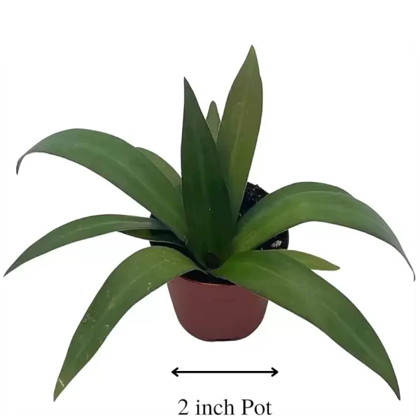Rheo Plant