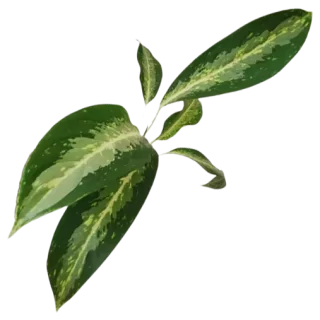 Aglaonema Hybrid (Aglaonema Nitidum commutatum ‘Tricolor’)
