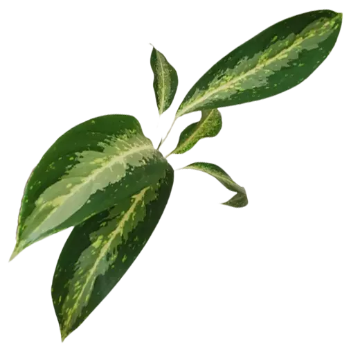 Aglaonema Hybrid (Aglaonema Nitidum commutatum ‘Tricolor’)