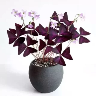 Oxalis Triangularis/ Butterfly Plant