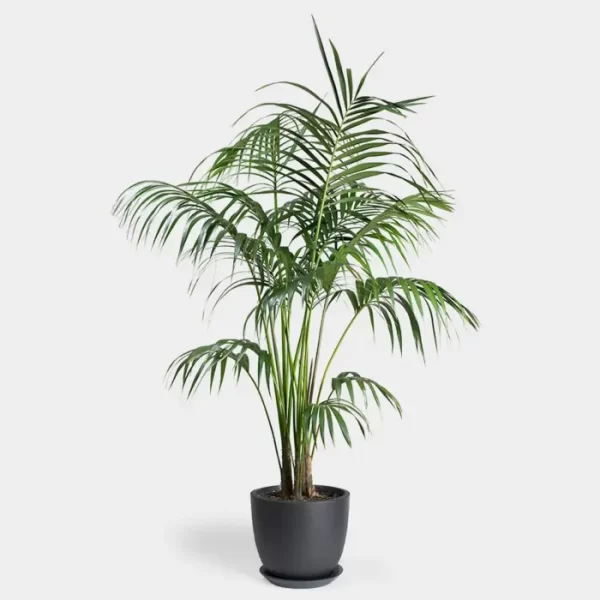 sayagra palm