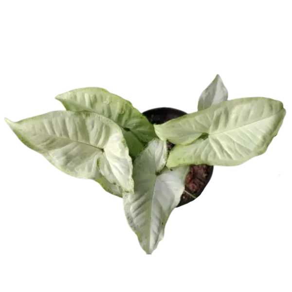white butterfly syngonium