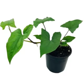 Curtain Creeper Plant - Jiffy Plants