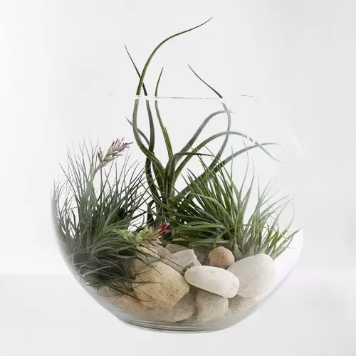 Attrape soleil Airplant en cristal – Grain d'Orge