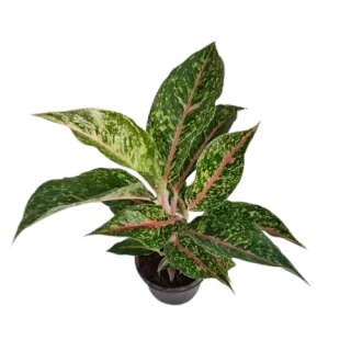 Aglaonema - Jiffy Plants