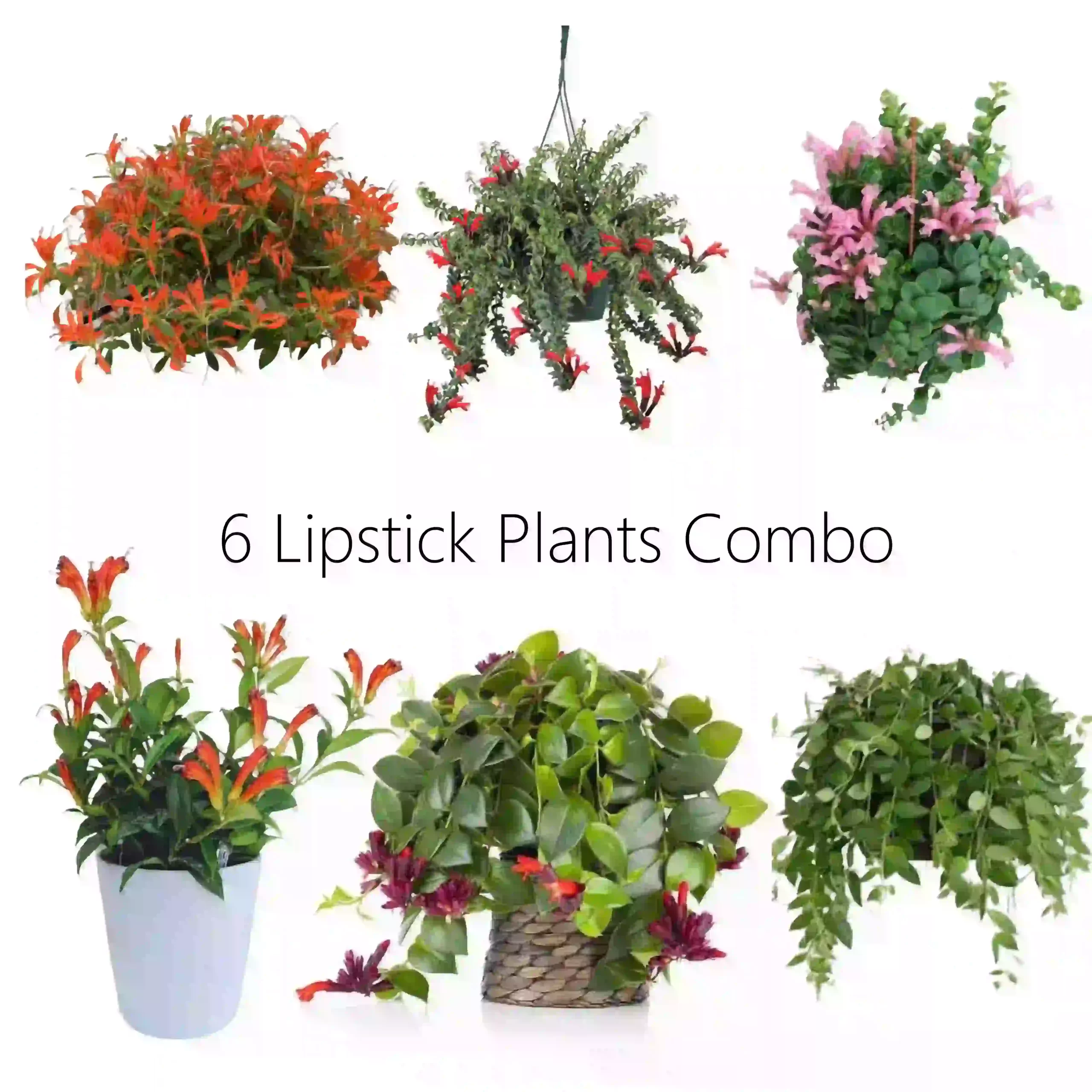 20 Lipstick Plants Combo   Jiffy Plants