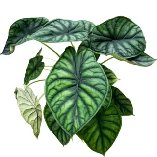 Alocasia Baginda Dragon Scale