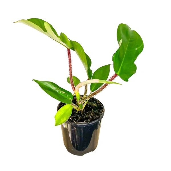 Philodendron Squamiferum