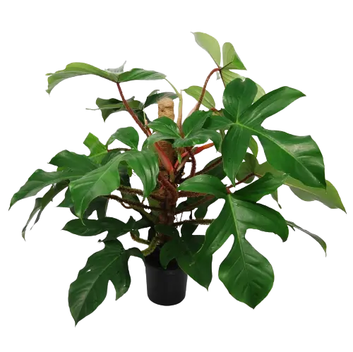 Philodendron squamiferum, Red Bristle Philodendron