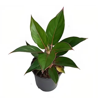 Aglaonema ‘Black Lipstick’