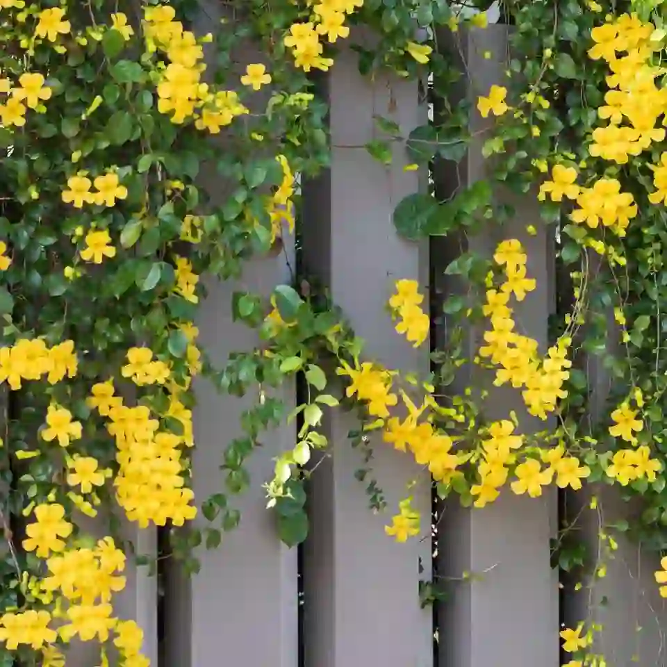 Curtain Creeper Plant - Jiffy Plants