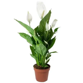 Peace Lily Wallisii