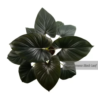 Homalomena foliage, black leaf