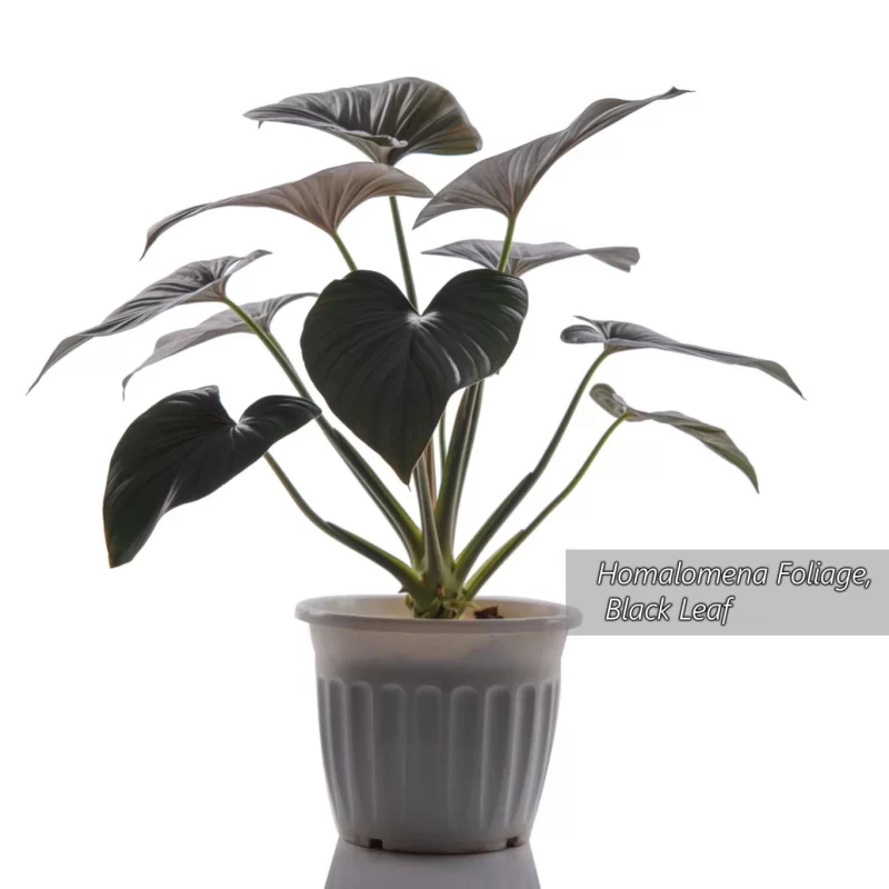 Homalomena foliage, black leaf