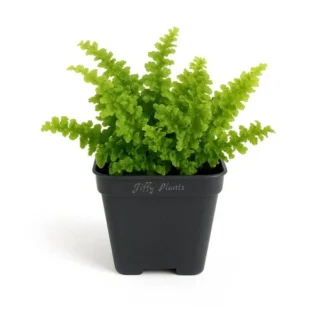Nephrolepis Mini Russells, Miniature Boston Fern