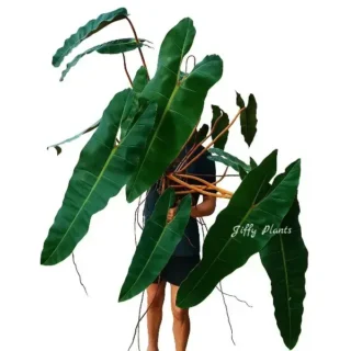Philodendron Billietiae